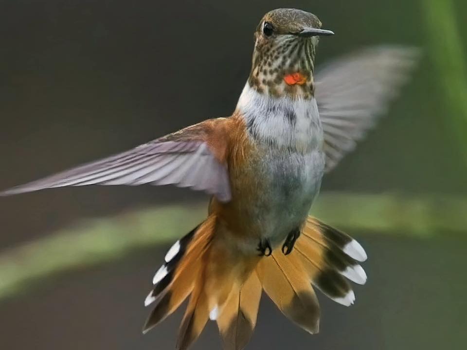 Gulf Coast Bird Club