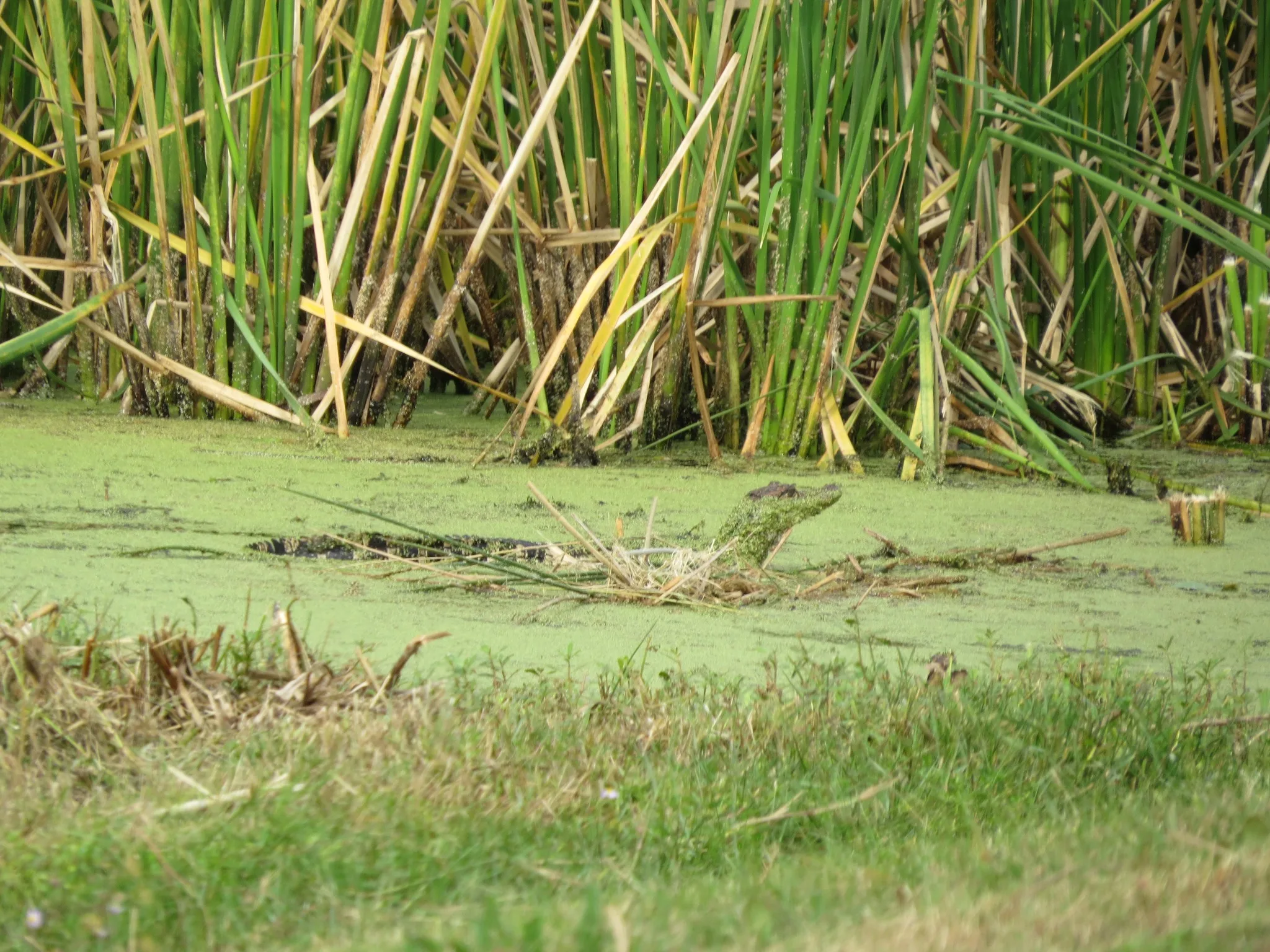 Black Bayou Alligator Farm LLC