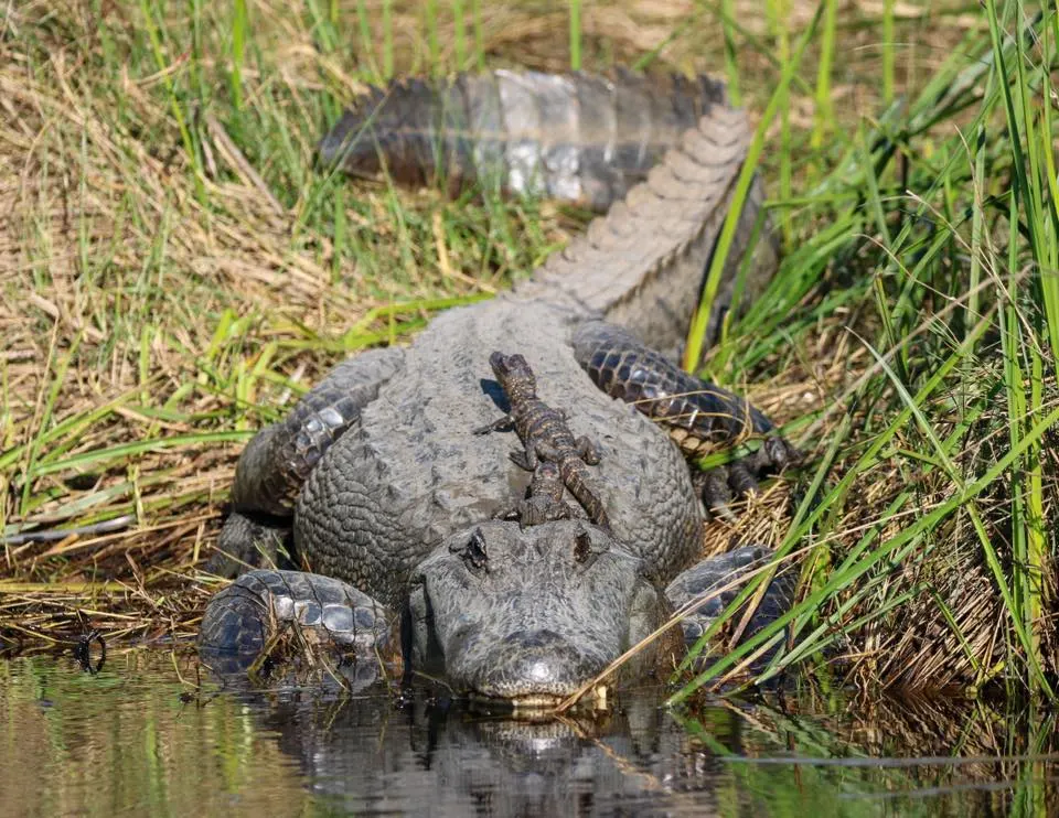 Gum Cove Alligator Farm Inc.