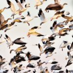 Cameron Parish Photo Contest - Bernadette Hudson